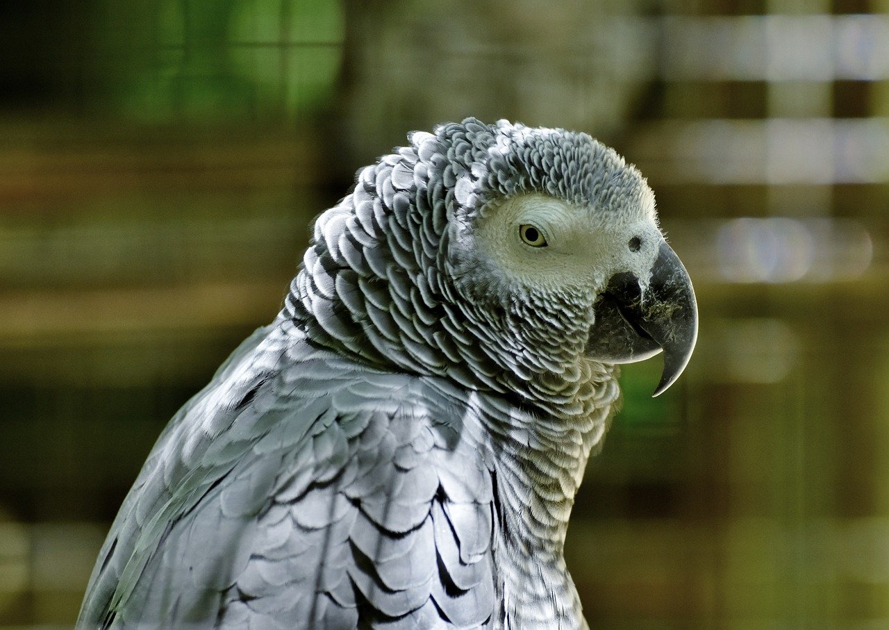 African Gray Parrot Care